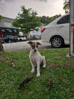 Bebe - Mixed Breed Dog