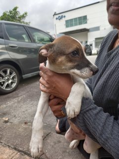 Bebe - Mixed Breed Dog