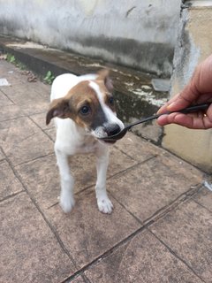 Bebe - Mixed Breed Dog