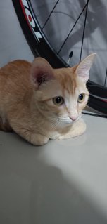 Butter - Domestic Short Hair + Tabby Cat