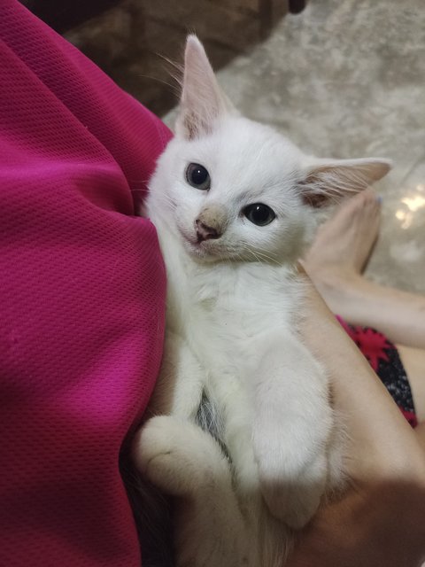 Snow  - Domestic Medium Hair Cat