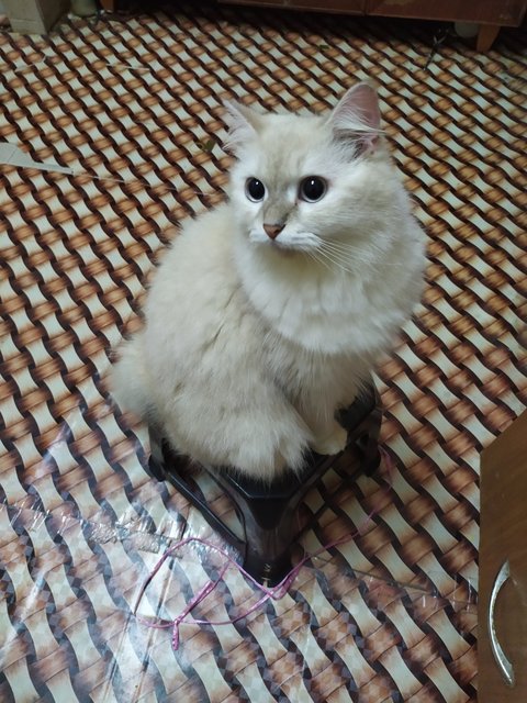 Putih - Domestic Long Hair Cat