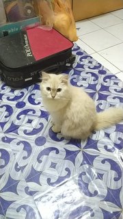 Putih - Domestic Long Hair Cat