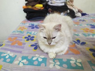 Putih - Domestic Long Hair Cat