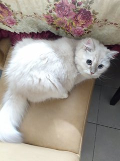 Putih - Domestic Long Hair Cat