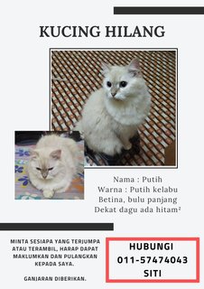 Putih - Domestic Long Hair Cat