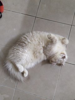 Putih - Domestic Long Hair Cat