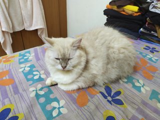 Putih - Domestic Long Hair Cat