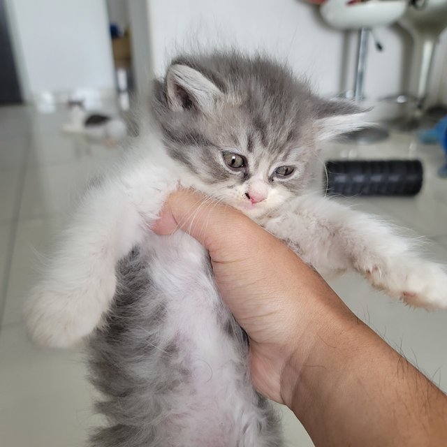 Mik Bicolor - Persian + British Shorthair Cat