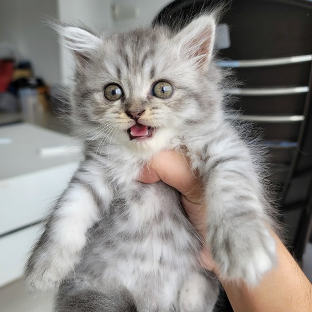 Wik - British Shorthair + Persian Cat