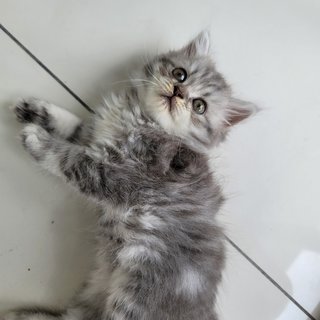 Wik - British Shorthair + Persian Cat