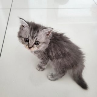 Wik - British Shorthair + Persian Cat