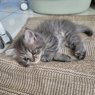 Oikky - British Shorthair + Persian Cat