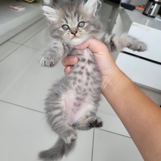 Oikky - British Shorthair + Persian Cat