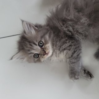 Oikky - British Shorthair + Persian Cat