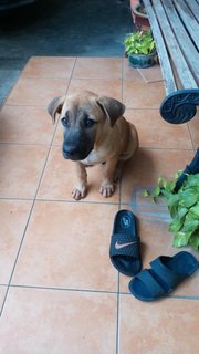 Luke (K) - Mixed Breed Dog