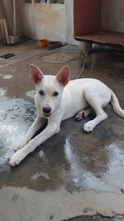 Bravo (K) - Mixed Breed Dog