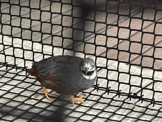 Coco - Quail Bird