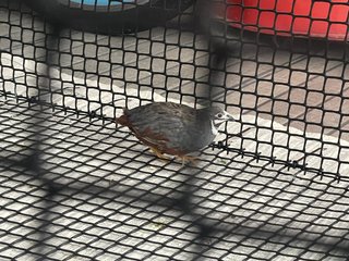 Coco - Quail Bird