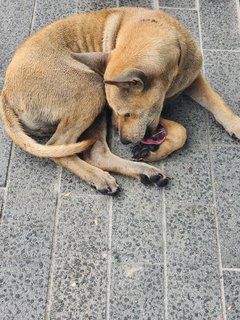 Unknown - Mixed Breed Dog