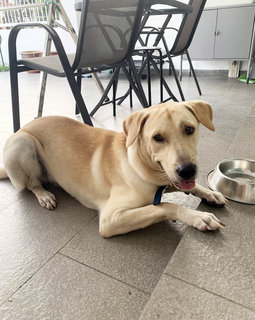 Sparky - Golden Retriever + Belgian Shepherd Malinois Dog