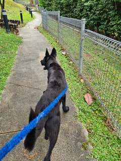 Orion - German Shepherd Dog Dog