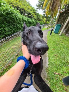 Orion - German Shepherd Dog Dog