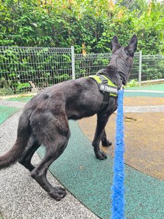 Orion - German Shepherd Dog Dog