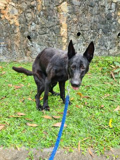 Orion - German Shepherd Dog Dog