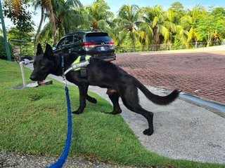 Orion - German Shepherd Dog Dog