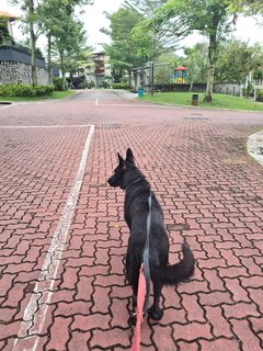 Orion - German Shepherd Dog Dog