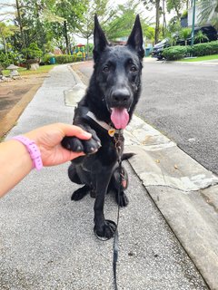 Orion - German Shepherd Dog Dog