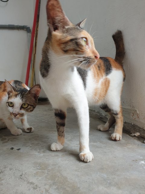 Blackwhite - Domestic Short Hair Cat