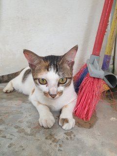 Blackwhite - Domestic Short Hair Cat