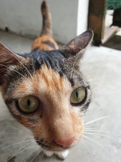 Blackwhite - Domestic Short Hair Cat