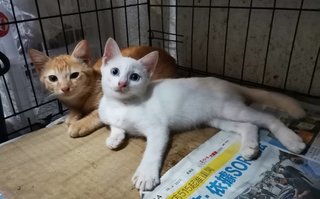 Snow White &amp; Ginger Boy - Domestic Medium Hair Cat