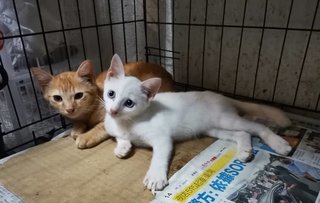 Snow White &amp; Ginger Boy - Domestic Medium Hair Cat