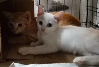 Snow White &amp; Ginger Boy - Domestic Medium Hair Cat