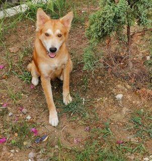 Rocky + Fence (W90cm X H100cm) - Retriever Mix Dog