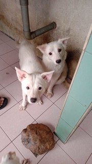 Cotton Sisters - Mixed Breed Dog