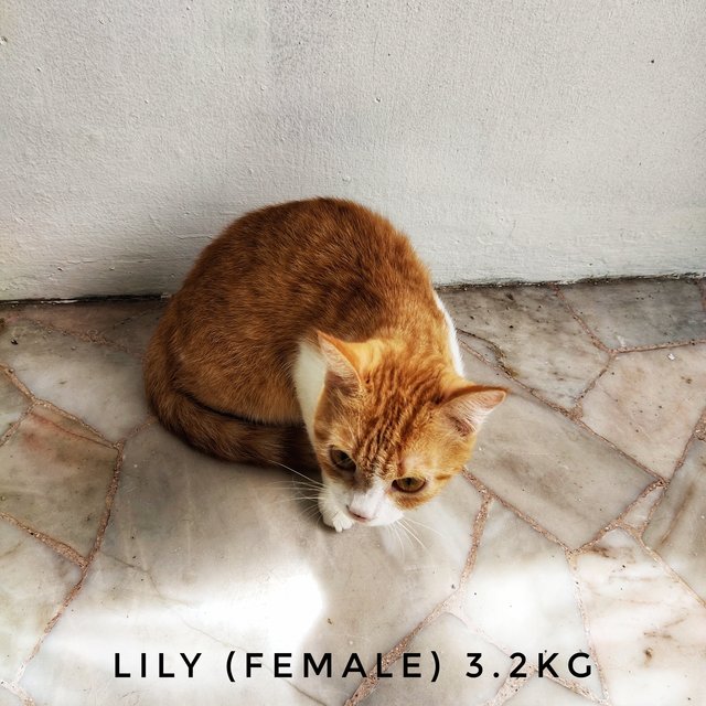 Lily - Domestic Short Hair Cat