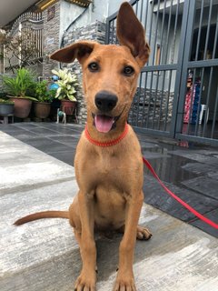 💫 Penguin 💫 - Mixed Breed Dog