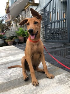 💫 Penguin 💫 - Mixed Breed Dog