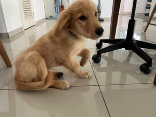 Simba - Golden Retriever Dog