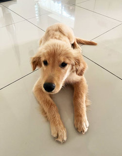 Simba - Golden Retriever Dog