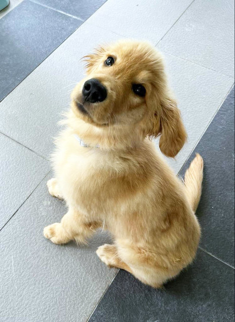 Simba - Golden Retriever Dog