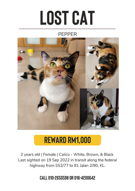 Pepper - Domestic Short Hair Cat