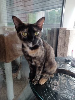 Mocha/ Pearl/ Febie - Domestic Short Hair Cat