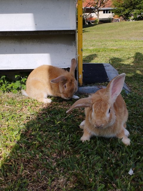 Miloky, Chocoky - Bunny Rabbit Rabbit