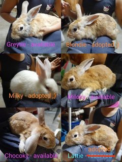 Miloky, Chocoky - Bunny Rabbit Rabbit